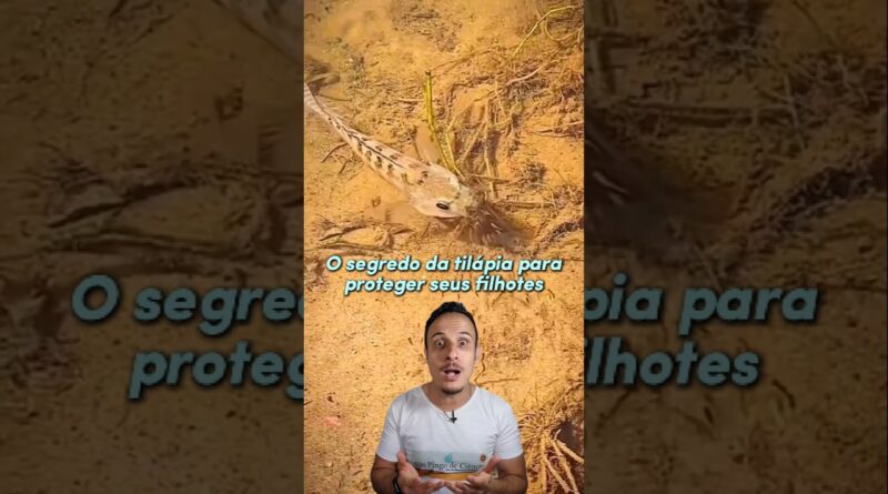 o SEGREDO DA TILÁPIA para PROTEGER seus FILHOTES