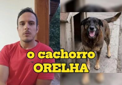 O que o caso do cachorro ORELHA diz sobre NÓS