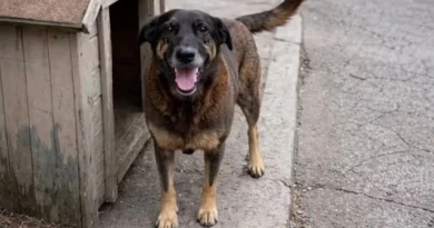 O caso do cão Orelha: humanos entre a civilidade e a barbárie