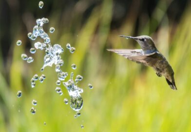 Espécies com ritmo de vida mais acelerado apresentam percepção visual mais rápida, mostra estudo