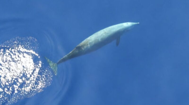 Baleia-de-bico-de-Cuvier. Crédito: NOAA Fisheries (Licença nº 21938)