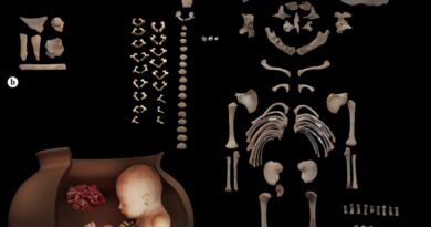 Ossos preservados do sepultamento L522.1: (a) ossos de ovicaprinos encontrados no interior do vaso funerário de L522.1; (b) reconstrução do sepultamento L522.1 (c). Crédito: Alirezazadeh e Bahranipoor, 2026.