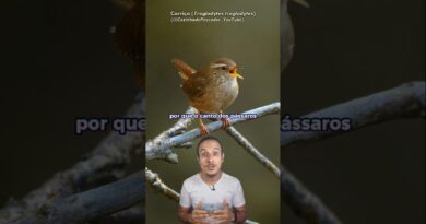 🎶🐦 Você já se perguntou por que o canto dos pássaros nos faz tão bem? Estudos científicos mostram que ouvir o canto desses animais reduz sentimentos de ansiedade, estresse e até paranoia, induzindo calma e bem-estar.