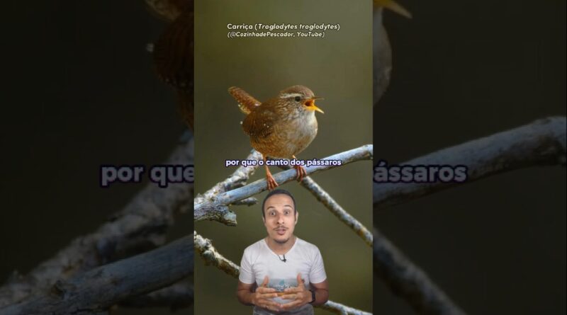 🎶🐦 Você já se perguntou por que o canto dos pássaros nos faz tão bem? Estudos científicos mostram que ouvir o canto desses animais reduz sentimentos de ansiedade, estresse e até paranoia, induzindo calma e bem-estar.