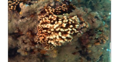 Um estudo recente indica que os corais-de-fogo brasileiros, organismos fundamentais para a estrutura dos recifes, podem estar sofrendo um processo de “extinção silenciosa”, impulsionado por ondas de calor marinhas cada vez mais intensas.