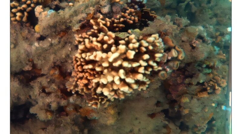 Um estudo recente indica que os corais-de-fogo brasileiros, organismos fundamentais para a estrutura dos recifes, podem estar sofrendo um processo de “extinção silenciosa”, impulsionado por ondas de calor marinhas cada vez mais intensas.