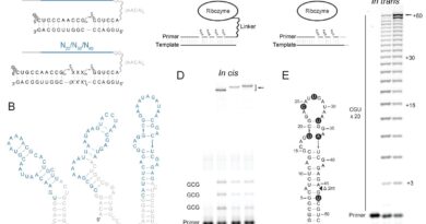 Uma equipe internacional de pesquisadores descreveu, em artigo publicado na revista Science, a descoberta de uma molécula de RNA extremamente pequena capaz de desempenhar uma das funções mais fundamentais da vida: a autorreplicação. O estudo apresenta um ribozima, uma molécula de RNA com atividade catalítica, com apenas 45 nucleotídeos que consegue sintetizar tanto sua própria cópia quanto sua cadeia complementar, um feito que aproxima a ciência de entender como a vida pode ter surgido a partir de matéria não viva.