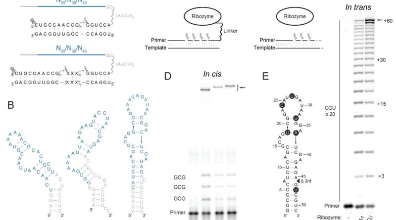 Uma equipe internacional de pesquisadores descreveu, em artigo publicado na revista Science, a descoberta de uma molécula de RNA extremamente pequena capaz de desempenhar uma das funções mais fundamentais da vida: a autorreplicação. O estudo apresenta um ribozima, uma molécula de RNA com atividade catalítica, com apenas 45 nucleotídeos que consegue sintetizar tanto sua própria cópia quanto sua cadeia complementar, um feito que aproxima a ciência de entender como a vida pode ter surgido a partir de matéria não viva.