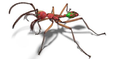 Um estudo publicado na revista Nature Methods apresenta uma nova abordagem de fenômica em larga escala capaz de produzir imagens tridimensionais extremamente detalhadas de formigas de diferentes regiões do planeta, criando uma biblioteca digital que permite explorar a anatomia desses insetos com um nível de precisão raramente alcançado em estudos de biodiversidade.