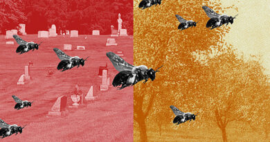 Laila Milevski/Universidade Cornell