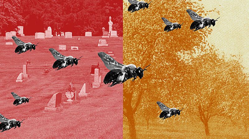 Laila Milevski/Universidade Cornell