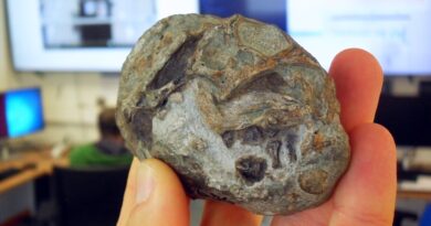 Ovo fotografado na sala de controle do ESRF, na França. Crédito: Professor Julien Benoit