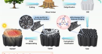 Projeto de madeira com engenharia de interface para materiais de mudança de fase compostos (CPCMs) voltados à conversão de energia solar térmica. BPNS@MPN depositado por “drop-casting” em aerogéis de madeira delignificada (DW), denominado TBW; após redução com prata (Ag) e enxerto de cadeias alquila C18, passou a ser denominado TBAW; os CPCMs finais carregados com ácido esteárico (SA) foram denominados TBAWP. Crédito: *Advanced Energy Materials* (2026). DOI: 10.1002/aenm.70872