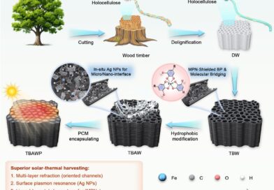 Projeto de madeira com engenharia de interface para materiais de mudança de fase compostos (CPCMs) voltados à conversão de energia solar térmica. BPNS@MPN depositado por “drop-casting” em aerogéis de madeira delignificada (DW), denominado TBW; após redução com prata (Ag) e enxerto de cadeias alquila C18, passou a ser denominado TBAW; os CPCMs finais carregados com ácido esteárico (SA) foram denominados TBAWP. Crédito: *Advanced Energy Materials* (2026). DOI: 10.1002/aenm.70872