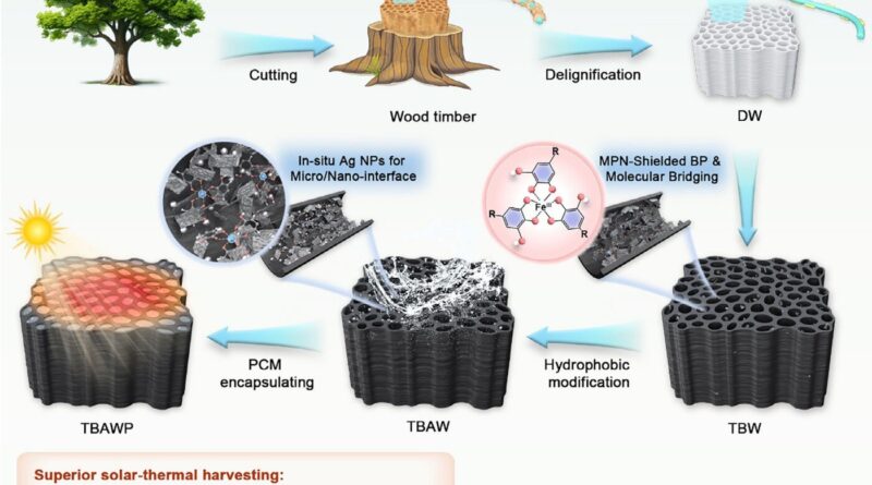 Projeto de madeira com engenharia de interface para materiais de mudança de fase compostos (CPCMs) voltados à conversão de energia solar térmica. BPNS@MPN depositado por “drop-casting” em aerogéis de madeira delignificada (DW), denominado TBW; após redução com prata (Ag) e enxerto de cadeias alquila C18, passou a ser denominado TBAW; os CPCMs finais carregados com ácido esteárico (SA) foram denominados TBAWP. Crédito: *Advanced Energy Materials* (2026). DOI: 10.1002/aenm.70872