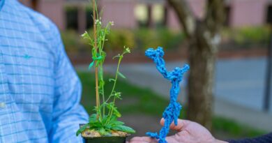 O professor Bo Liu, do Departamento de Biologia Vegetal, segura uma planta de Arabidopsis, enquanto o professor Jawdat Al-Bassam, do Departamento de Biologia Molecular e Celular, segura um modelo do complexo proteico augmin. Liu e Al-Bassam determinaram a estrutura do complexo augmin, que desempenha um papel vital na manutenção do “esqueleto” proteico tanto em células vegetais quanto animais. Isso pode ter aplicações tanto no tratamento do câncer humano e da infertilidade quanto no desenvolvimento de novas variedades de plantas cultivadas. Crédito: Joaquin Benitez, UC Davis.