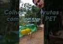 COLHEDOR DE FRUTAS com GARRAFA PET