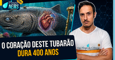 O tubarão que vive 400 anos (e o motivo vai te surpreender)
