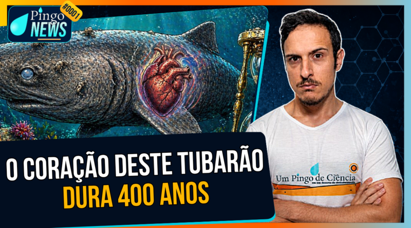 O tubarão que vive 400 anos (e o motivo vai te surpreender)