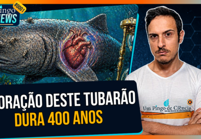O tubarão que vive 400 anos (e o motivo vai te surpreender) | PingoNews #0001