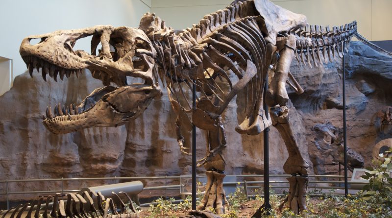 Nova hipótese explica por que o T. rex tinha braços tão curtos