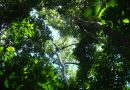 Floresta Tropical, Panamá. Crédito: Sarah Batterman/Instituto Cary de Estudos Ecossistêmicos