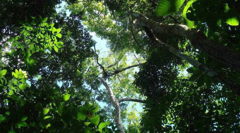 Floresta Tropical, Panamá. Crédito: Sarah Batterman/Instituto Cary de Estudos Ecossistêmicos