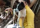 Cães e humanos são mais parecidos do que imaginávamos, revela estudo sobre envelhecimento