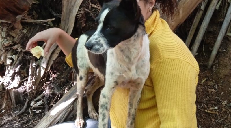 Cães e humanos são mais parecidos do que imaginávamos, revela estudo sobre envelhecimento