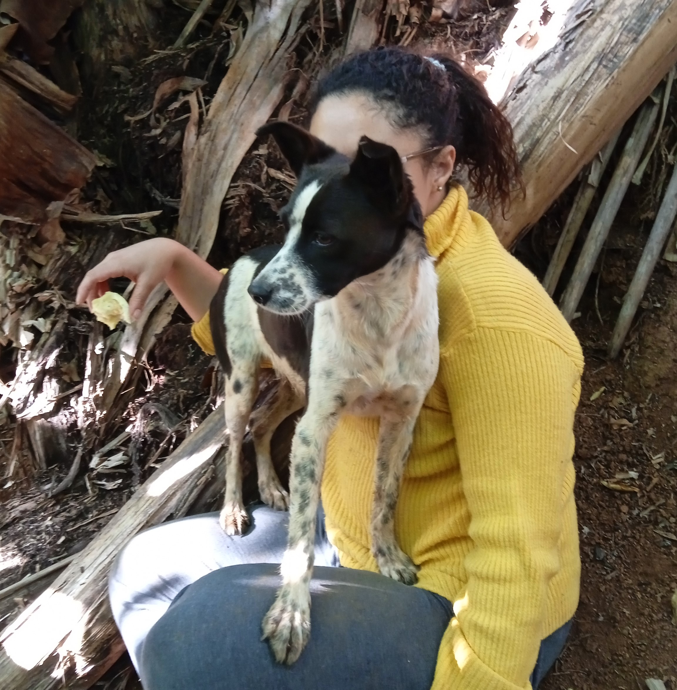 Cães e humanos são mais parecidos do que imaginávamos, revela estudo sobre envelhecimento