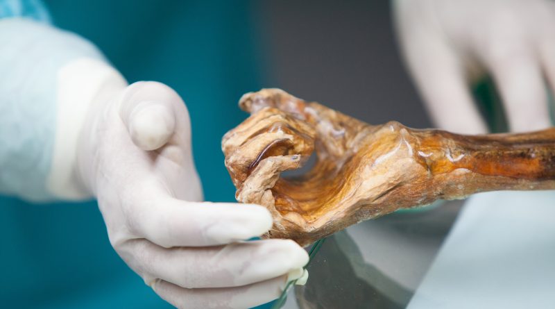 A múmia do Homem do Gelo é preservada em uma câmara refrigerada mantida a uma temperatura constante de -6 °C e umidade relativa do ar de 99%. Crédito: Museu de Arqueologia do Tirol do Sul / Eurac Research / Marion Lafogler.