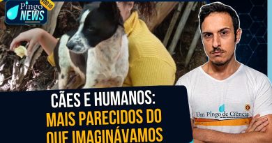 O que cães podem revelar sobre o envelhecimento humano? | #PingoNews 0010