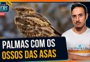 Como os bacuraus-tesoura "batem palmas" no escuro? | #PingoNews 0015