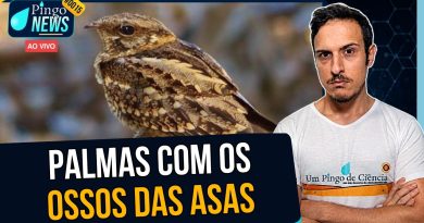 Como os bacuraus-tesoura "batem palmas" no escuro? | #PingoNews 0015