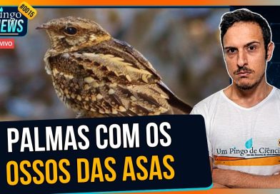 Como os bacuraus-tesoura "batem palmas" no escuro? | #PingoNews 0015